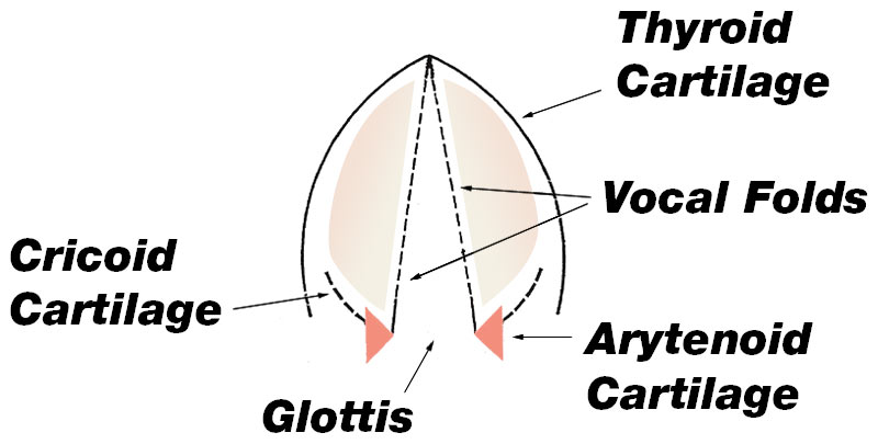 Movement of Glottis and Arytenoid Cartilage, by User:Presto [Public domain], via Wikimedia Commons, modified by Andy Strohkirch