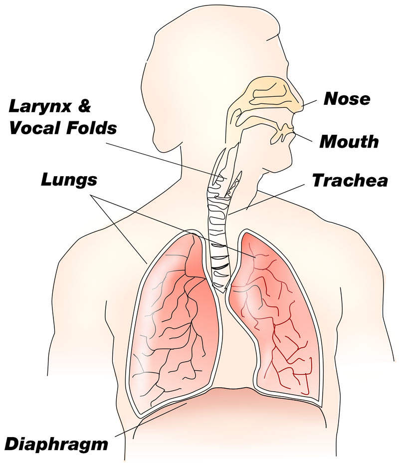 Illustration of the Respiratory System, by User:Theresa Knott [CC BY-SA 2.5 (http://creativecommons.org/licenses/by-sa/2.5), GFDL (http://www.gnu.org/copyleft/fdl.html) or CC-BY-SA-3.0 (http://creativecommons.org/licenses/by-sa/3.0/)], via Wikimedia Commons, modified by Andy Strohkirch